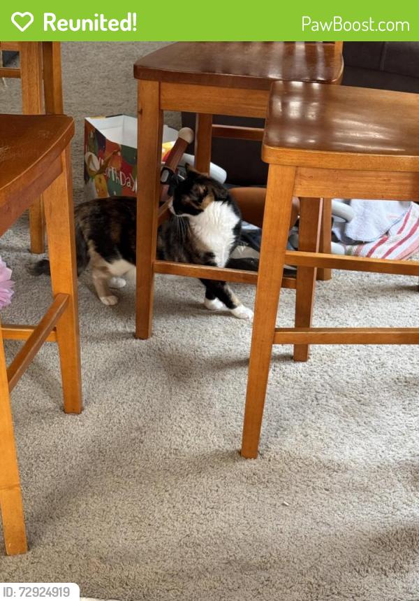 Reunited Female Cat last seen Maryland & Saint Rose Near Costco , Henderson, NV 89052