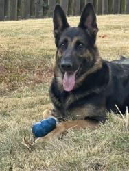 Lost Female Dog last seen Jana Elementary , Florissant, MO 63031