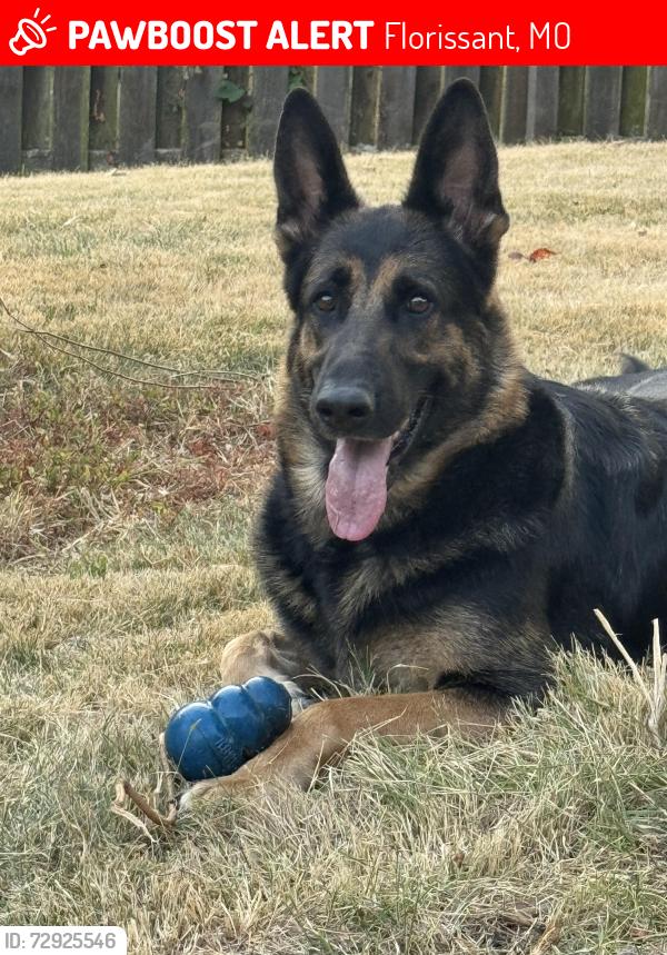 Lost Female Dog last seen Jana Elementary , Florissant, MO 63031