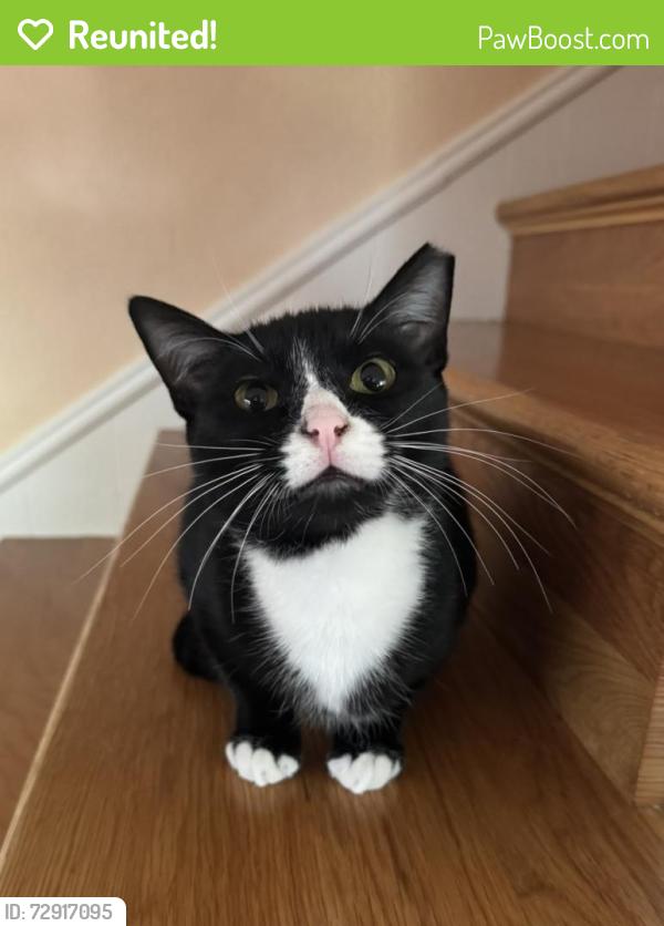 Reunited Male Cat last seen Tanglewood Elementary or Bellaire and Hulen, Fort Worth, TX 76109