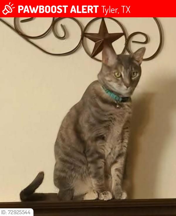 Lost Female Cat last seen Virtu apartments Cumberland Road, Tyler, TX 75703