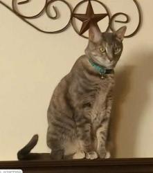 Lost Female Cat last seen Virtu apartments Cumberland Road, Tyler, TX 75703