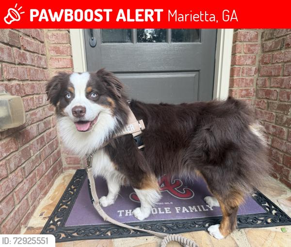 Lost Male Dog last seen Kennesaw mountain, Marietta, GA 30060