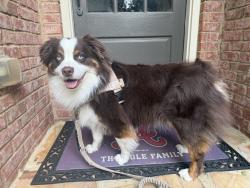Lost Male Dog last seen Kennesaw mountain, Marietta, GA 30060