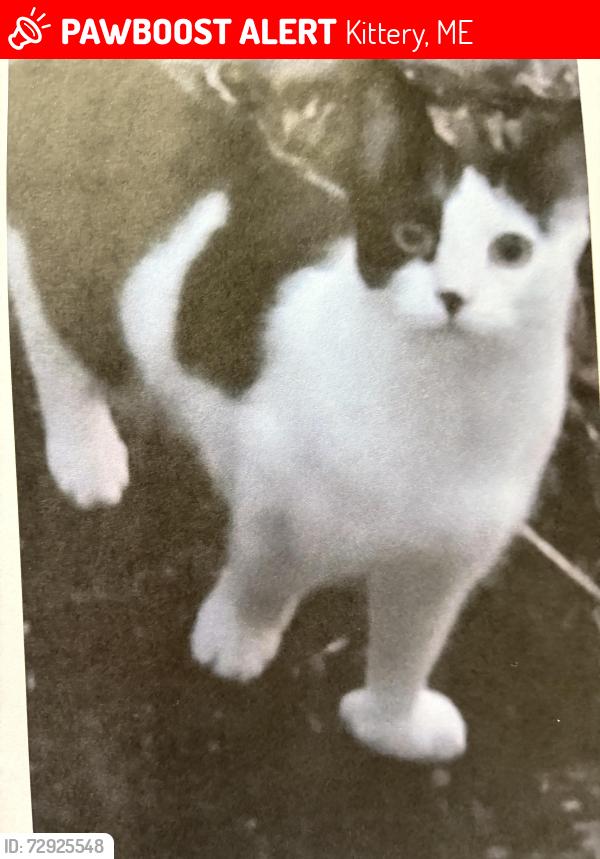 Lost Male Cat last seen Badgers island pizza, Kittery, ME 03904