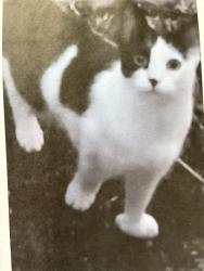 Lost Male Cat last seen Badgers island pizza, Kittery, ME 03904