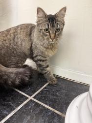 Reunited Unknown Cat last seen 17th & Marine, Santa Monica, CA 90405