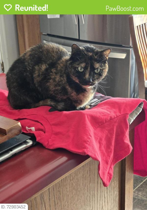 Reunited Female Cat last seen Johnson Dr and Perry Ln., Shawnee, KS 66203