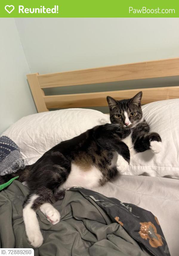 Reunited Male Cat last seen N Tyson Ave/Lowell Ave, Floral Park, NY 11001