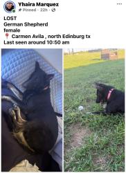 Reunited Female Dog last seen Carmen Ávila , Edinburg, TX 78542