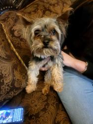 Found/Stray Male Dog last seen Turner, El Paso, TX 79936