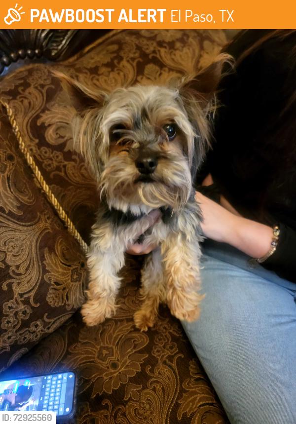 Found/Stray Male Dog last seen Turner, El Paso, TX 79936