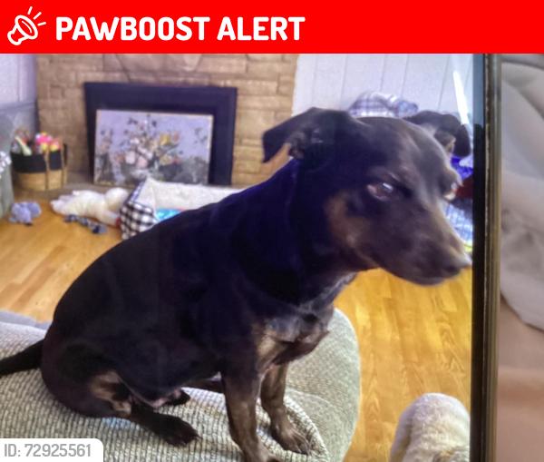 Lost Male Dog last seen Archibald & 6th RANCHO CUCAMONGA CA, Rancho Cucamonga, CA 91730