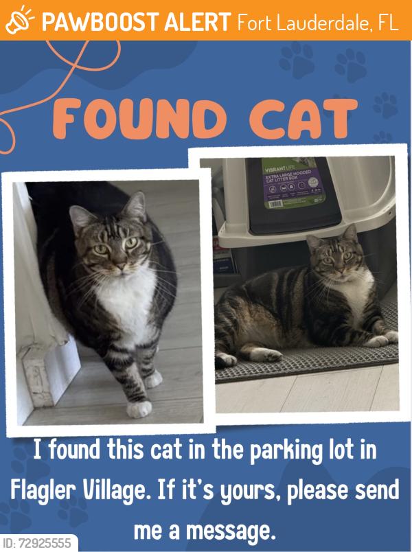 Found/Stray Unknown Cat last seen Victoria park, Fort Lauderdale, FL 33311