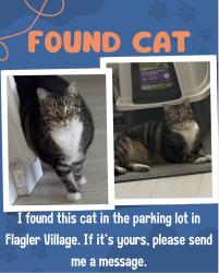 Found/Stray Unknown Cat last seen Victoria park, Fort Lauderdale, FL 33311