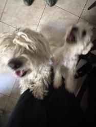 Found/Stray Female Dog last seen Van Buren street Indio , Indio, CA 92201