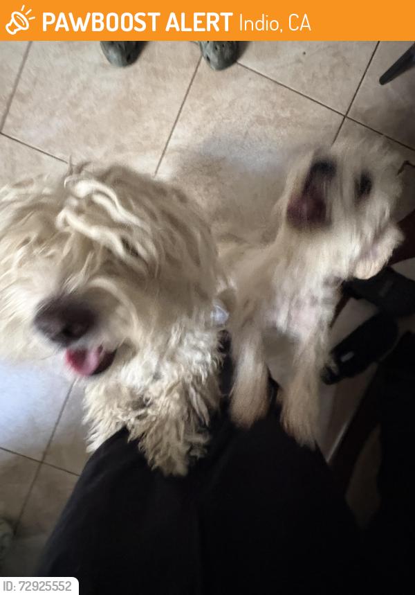 Found/Stray Female Dog last seen Van Buren street Indio , Indio, CA 92201