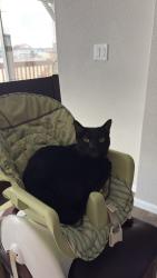 Reunited Male Cat last seen Swan river street, Sterling Ranch, CO 80125
