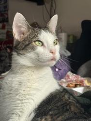 Reunited Male Cat last seen Adkins trail and Roxio drive , San Antonio, TX 78238