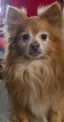 Reunited Male Dog last seen Us 19 N and coachman rd , Clearwater, FL 33765