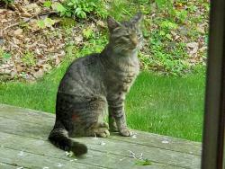 Found/Stray Male Cat last seen Near Andersontown Road, Dover, PA 17315
