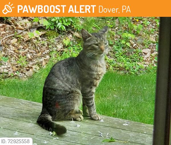 Found/Stray Male Cat last seen Near Andersontown Road, Dover, PA 17315
