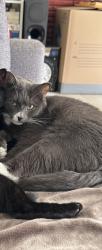 Reunited Male Cat last seen Steveston highway , Richmond, BC V7A 3J4