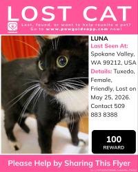 Lost Female Cat last seen Near Hutchinson Road,Spokane Valley -East, Spokane Valley, WA 99212