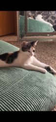 Lost Female Cat last seen In apmt parking lot , Green Bay, WI 54304
