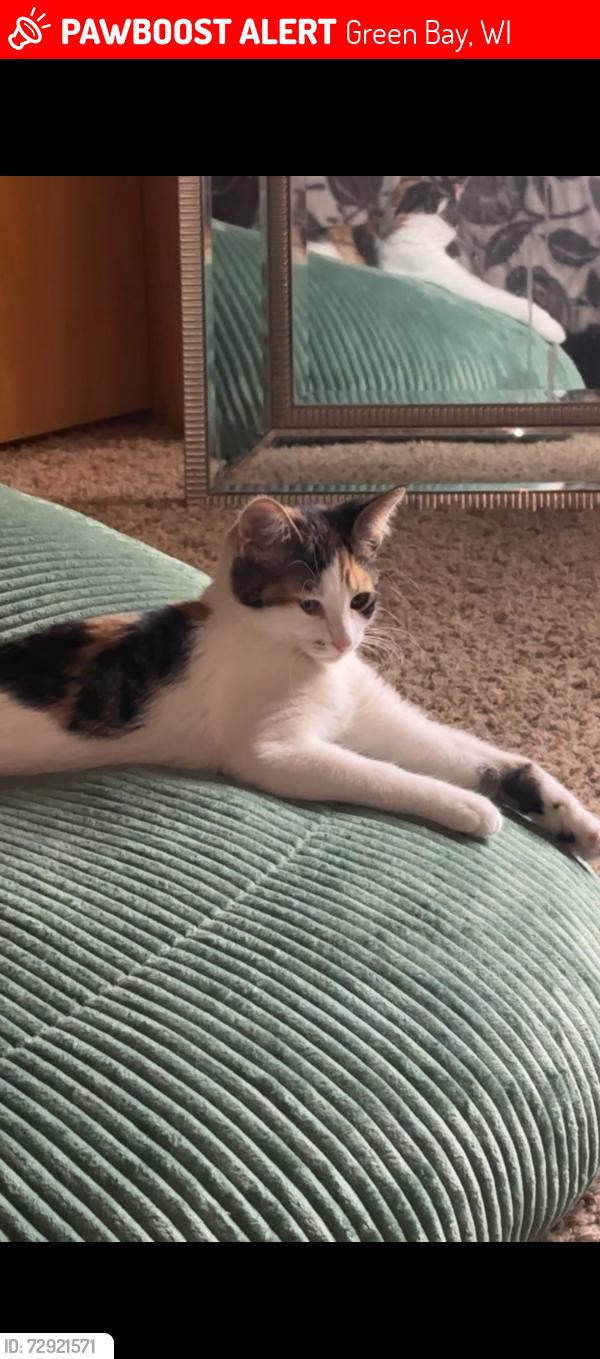 Lost Female Cat last seen In apmt parking lot , Green Bay, WI 54304