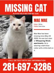 Lost Male Cat last seen H-E-B, Pearland Parkway, Pearland, TX, Pearland, TX 77581