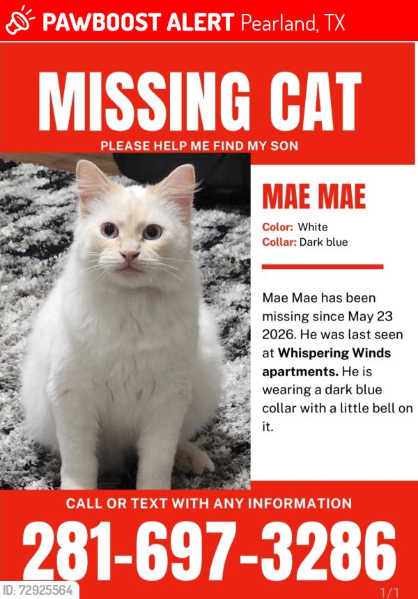 Lost Male Cat last seen H-E-B, Pearland Parkway, Pearland, TX, Pearland, TX 77581