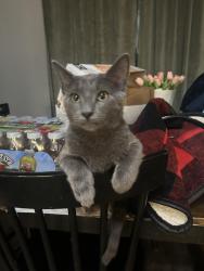 Lost Male Cat last seen W Gentry & Topeka, Tyler, TX 75702