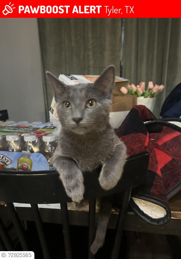 Lost Male Cat last seen W Gentry & Topeka, Tyler, TX 75702