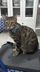 Reunited Female Cat last seen Near Saxon road E6 3RZ, Greater London, England E6 3RZ