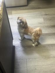 Reunited Female Dog last seen Lyons road, Garland, TX 75043