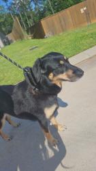 Reunited Unknown Dog last seen Carriage hills and riverside neighborhood, Conroe, TX 77384