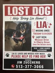 Lost Female Dog last seen Beechmont avenue , Cincinnati, OH 45255