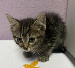 Shelter Stray Female Cat last seen El Paso, TX 79924, Fort Bliss, TX 79906
