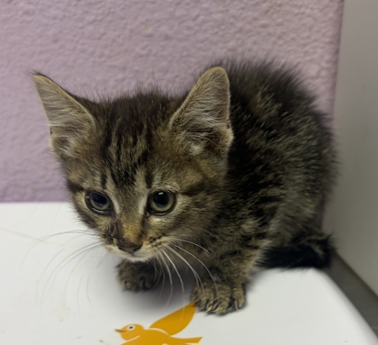 Shelter Stray Female Cat last seen El Paso, TX 79924, Fort Bliss, TX 79906