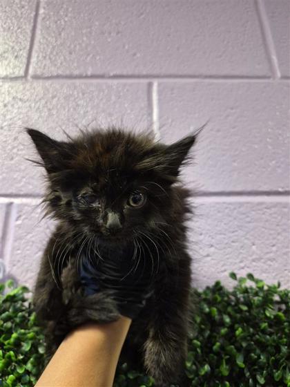 Shelter Stray Female Cat last seen Near PADUCAH, CITY of El Paso, TX, Fort Bliss, TX 79906