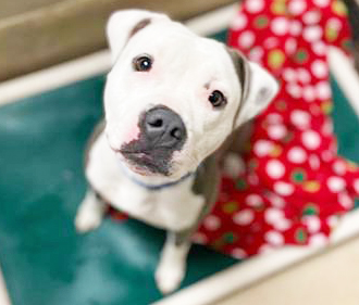 Shelter Stray Female Dog last seen Hampton, VA , Newport News, VA 23605