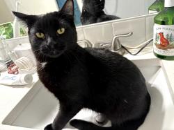 Reunited Male Cat last seen 122nd ave and Clackamas high school, Clackamas, OR 97015