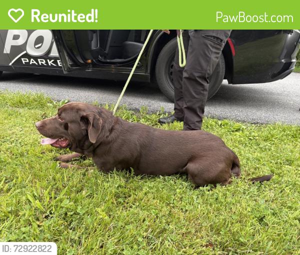 Reunited Male Dog last seen Hamilton Ave & Green St , Parkesburg, PA 19365