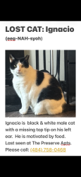 Lost Male Cat last seen Back of Beaver Run & Caln Shopping Ctr, Thorndale, PA 19372