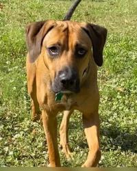 Reunited Male Dog last seen S Fiske Blvd, Rockledge, FL 32955