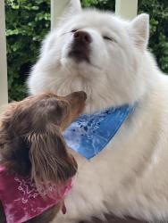 Lost Female Dog last seen Roundhill road, Pelham, AL 35124
