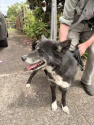 Reunited Female Dog last seen SE Yukon and 97th, Portland, OR 97266