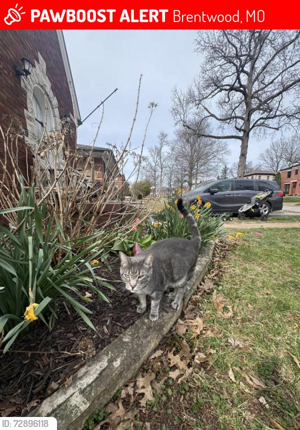 Lost Male Cat last seen Hatton and Sonora, Brentwood, MO 63144
