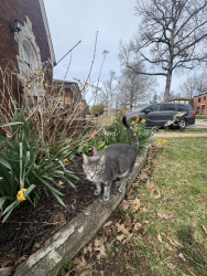 Lost Male Cat last seen Hatton and Sonora, Brentwood, MO 63144
